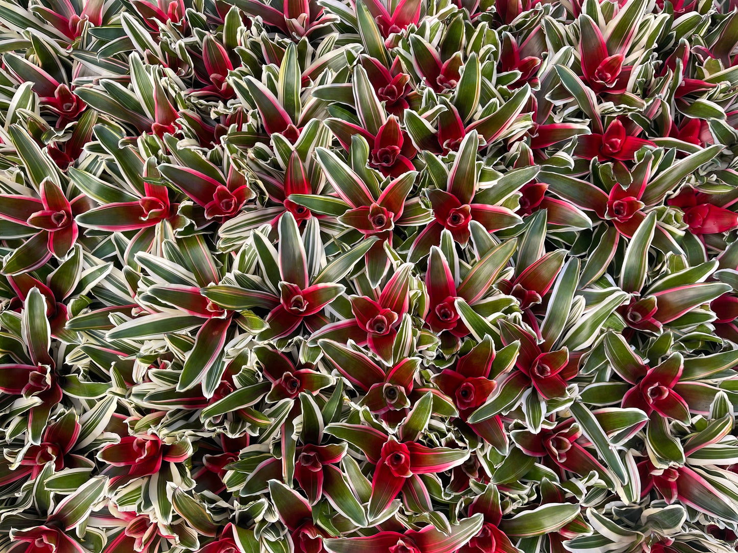 Neoregelia Inferno 116mm
