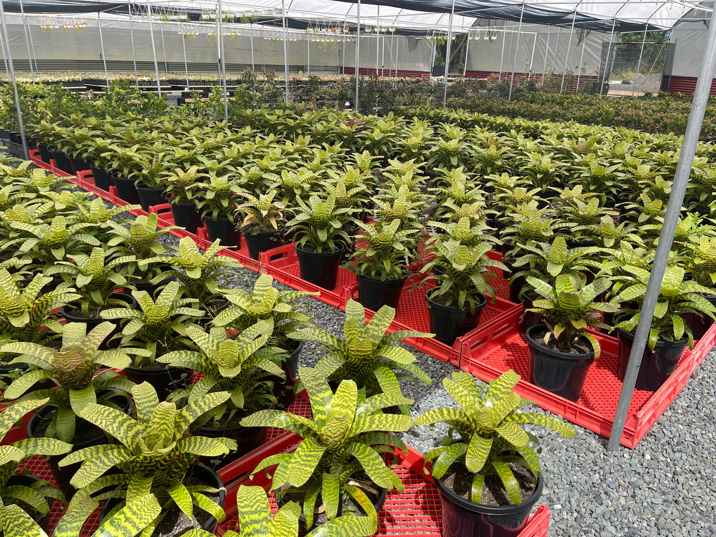 Vriesea Heiroglyphica 300mm