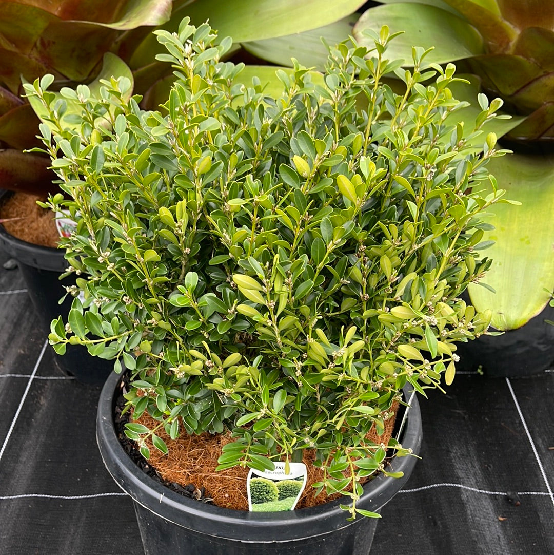 Buxus micro micro 300mm (Korean Box)