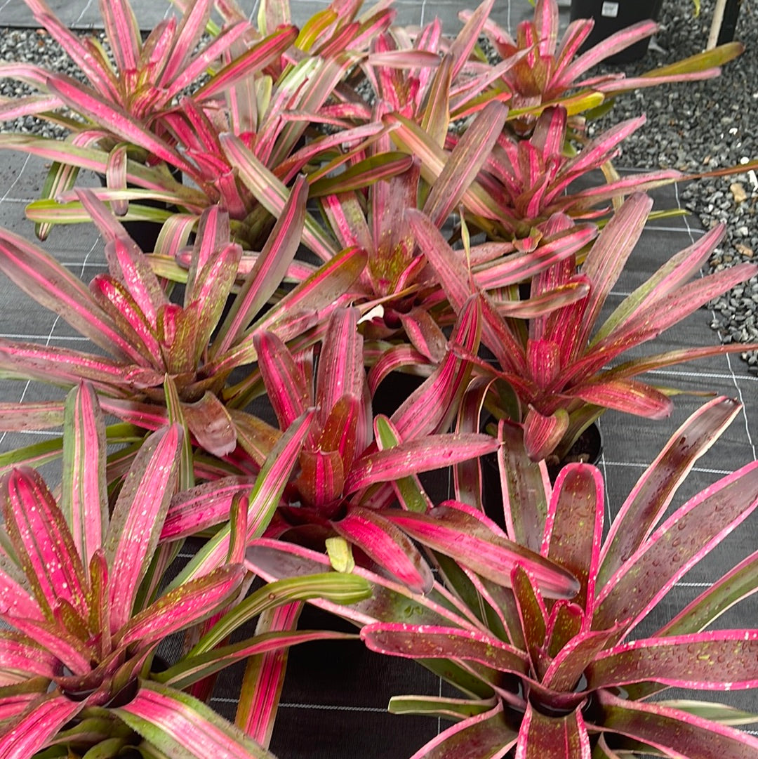 Neoregelia Enchantment 180mm