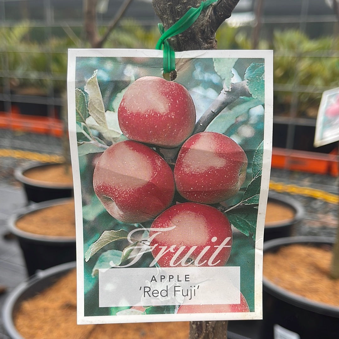 Malus Apples 'Red Fuji' 45L