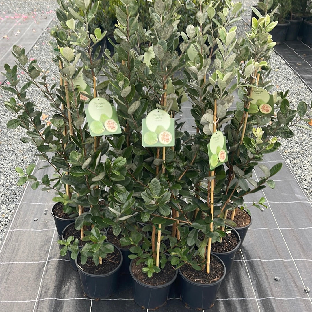 Feijoa swellowiana 'Pineapple Guava' 200mm