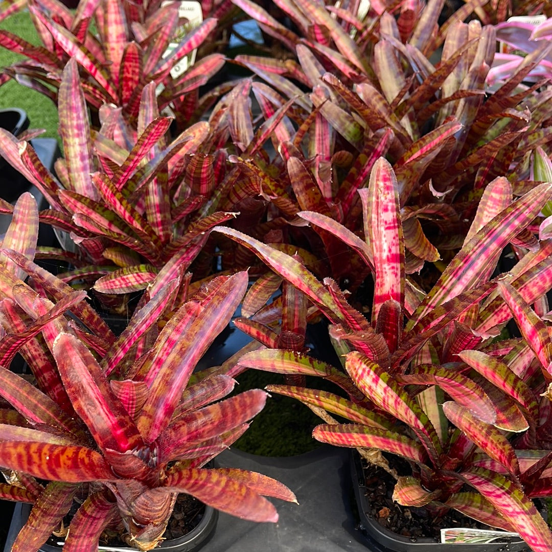 Neoregelia Hot Embers 116mm