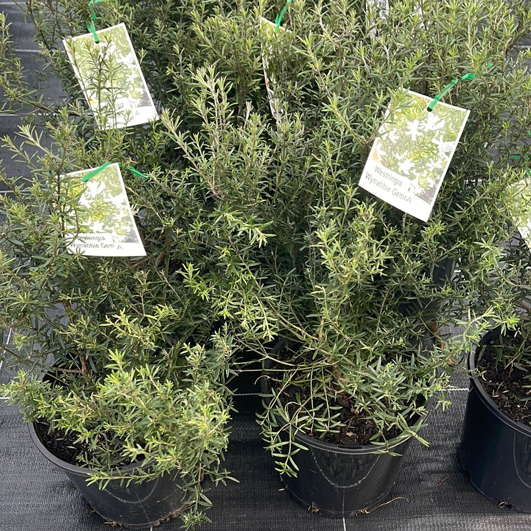 Westringia 'Wynyabbie Gem' 200mm