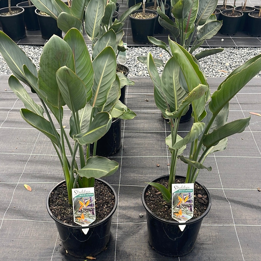 Strelitzia reginae 300mm