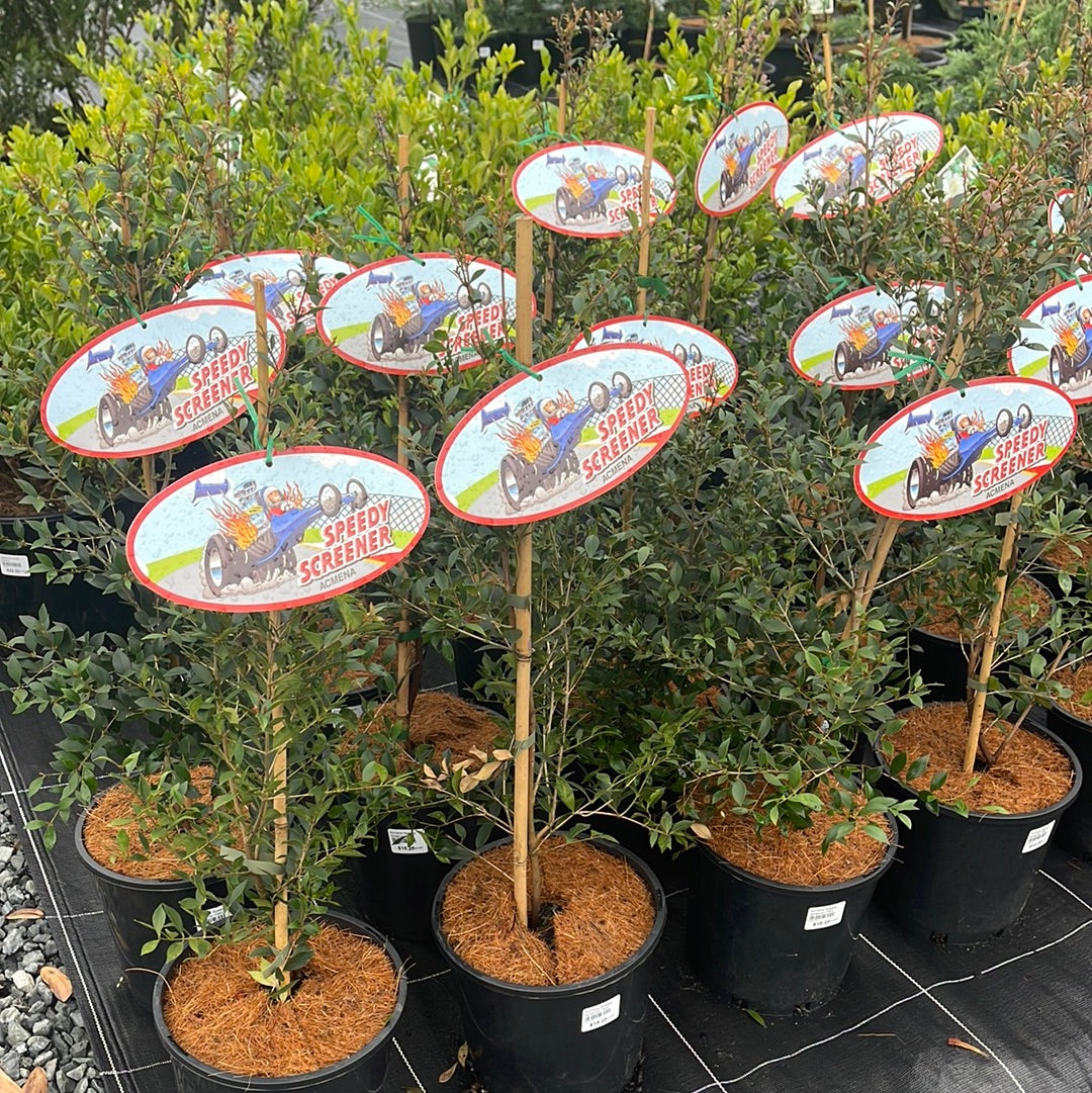 Acmena 'Speedy Screener' PBR 200mm