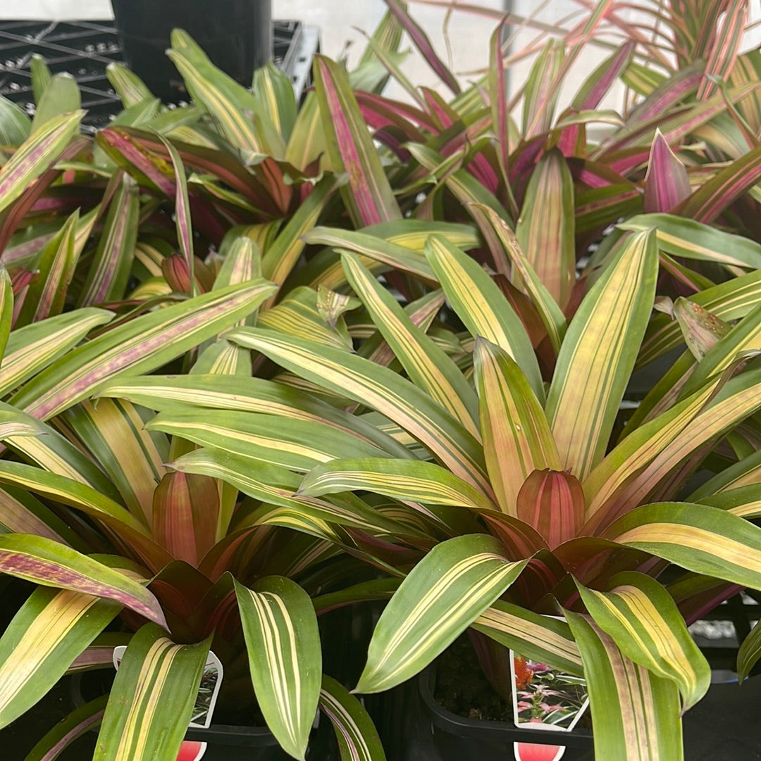 Vriesea Sunset 116mm
