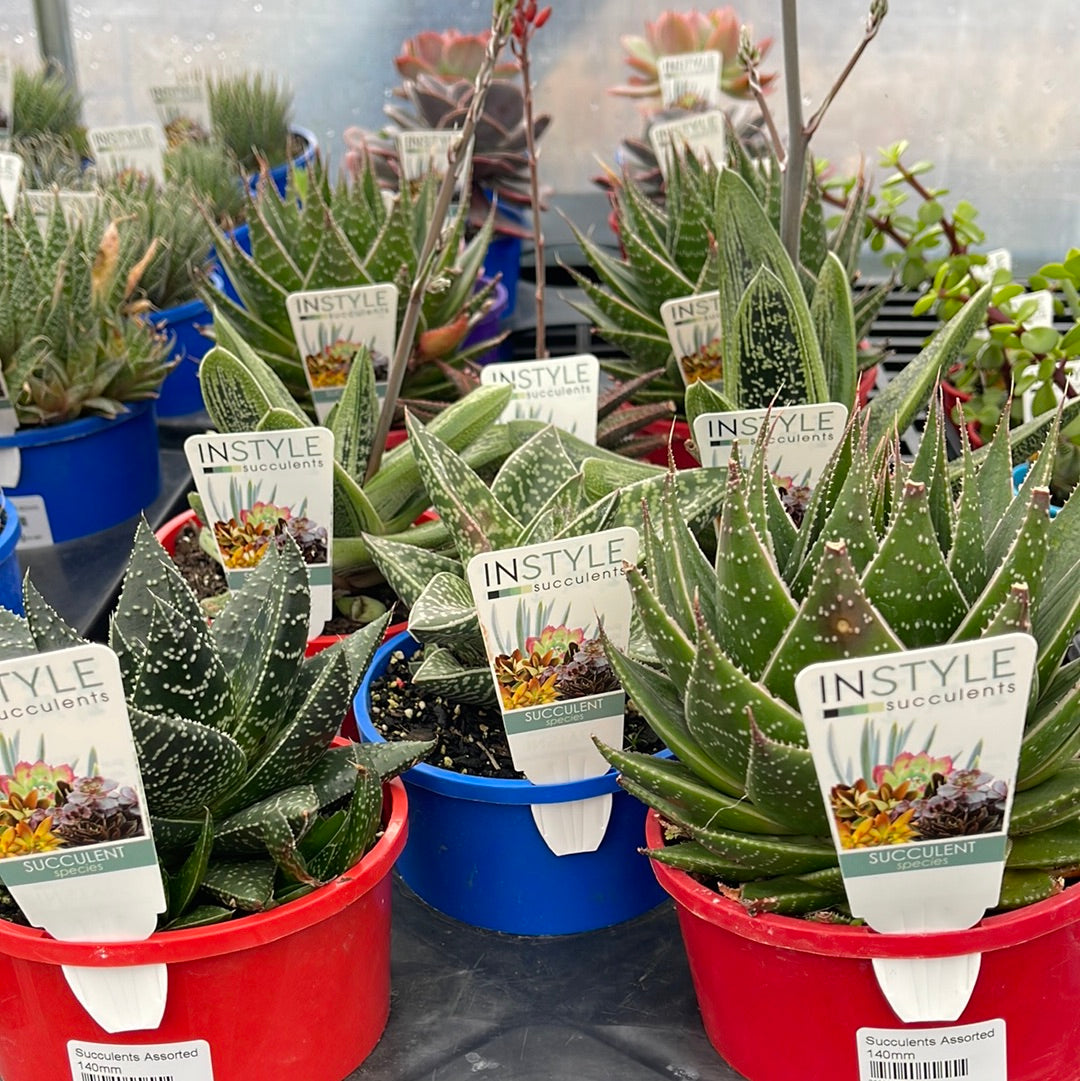 Succulents Assorted 140mm