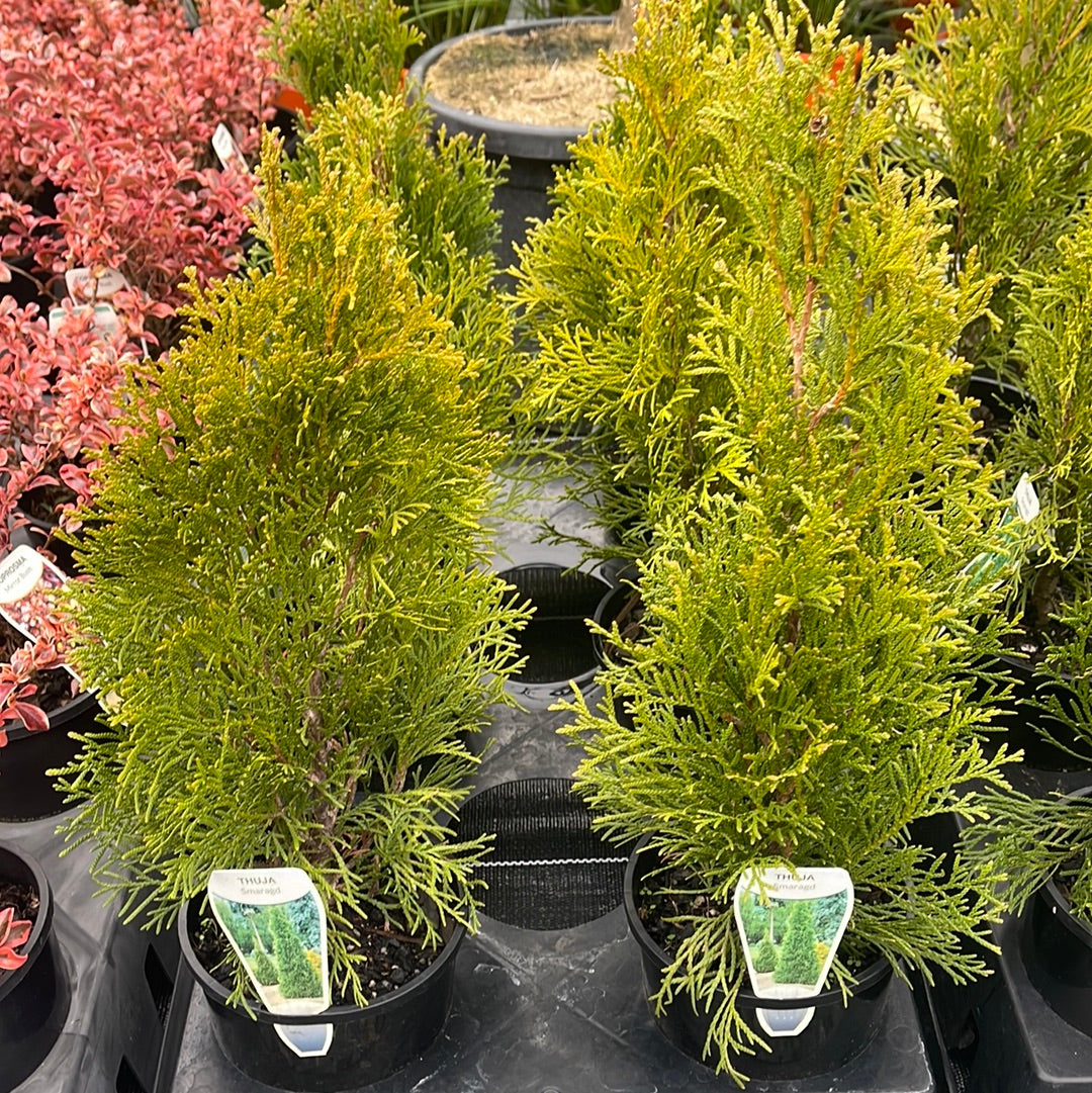 Thuja 'Smaragd' 140mm