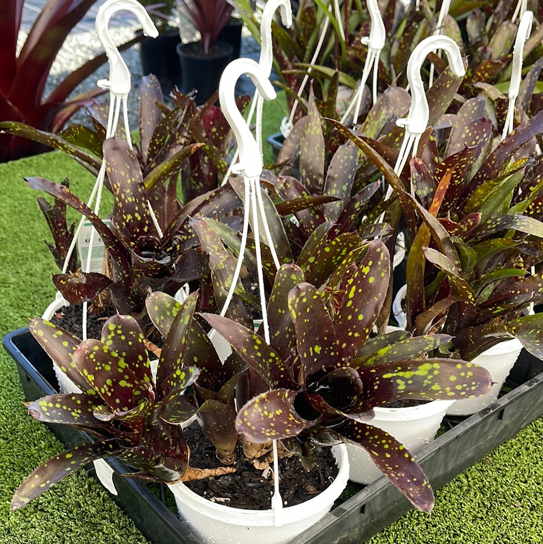 Neoregelia Domino 155mm HB