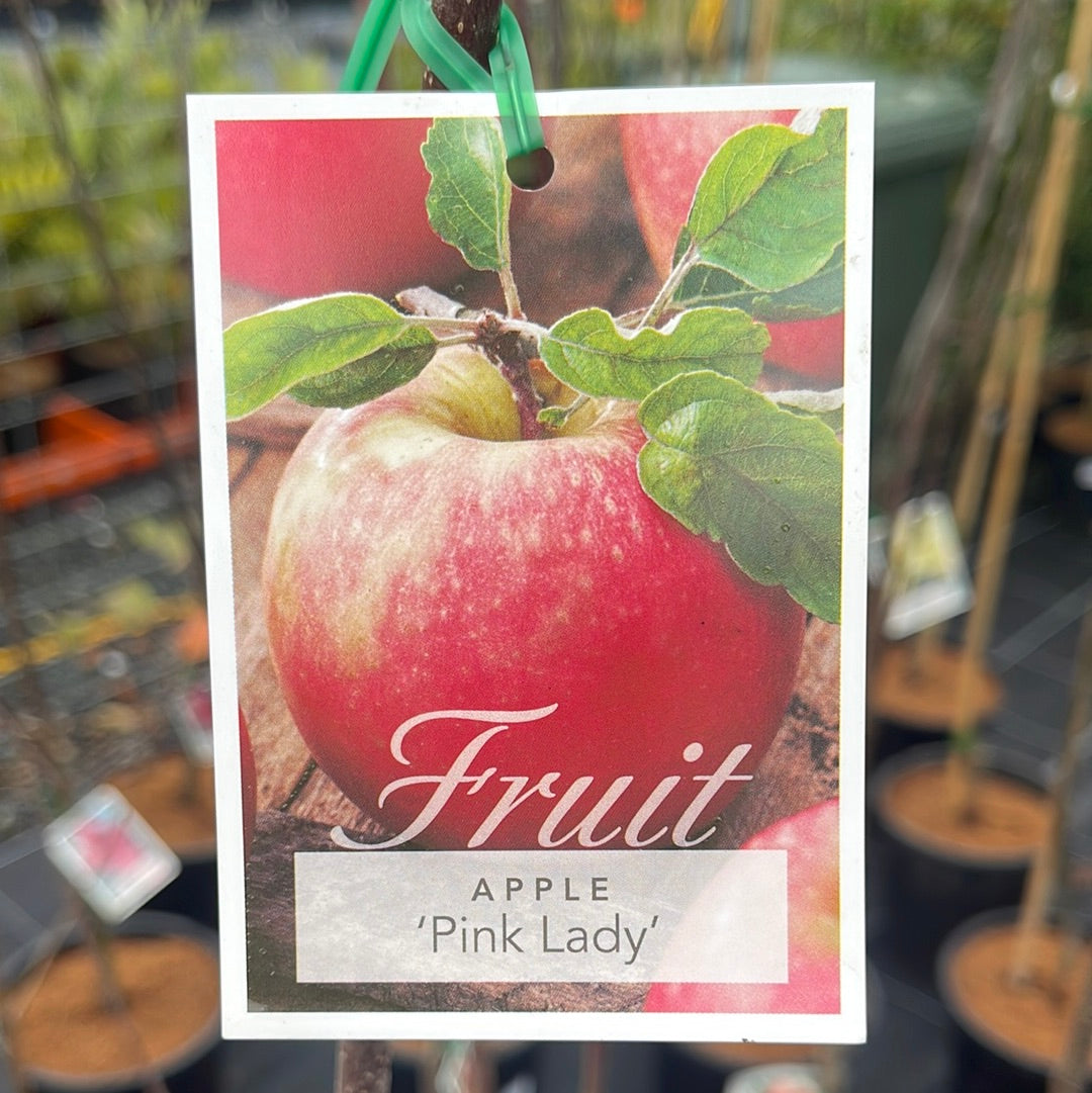 Malus Apples 'Pink Lady' 45L