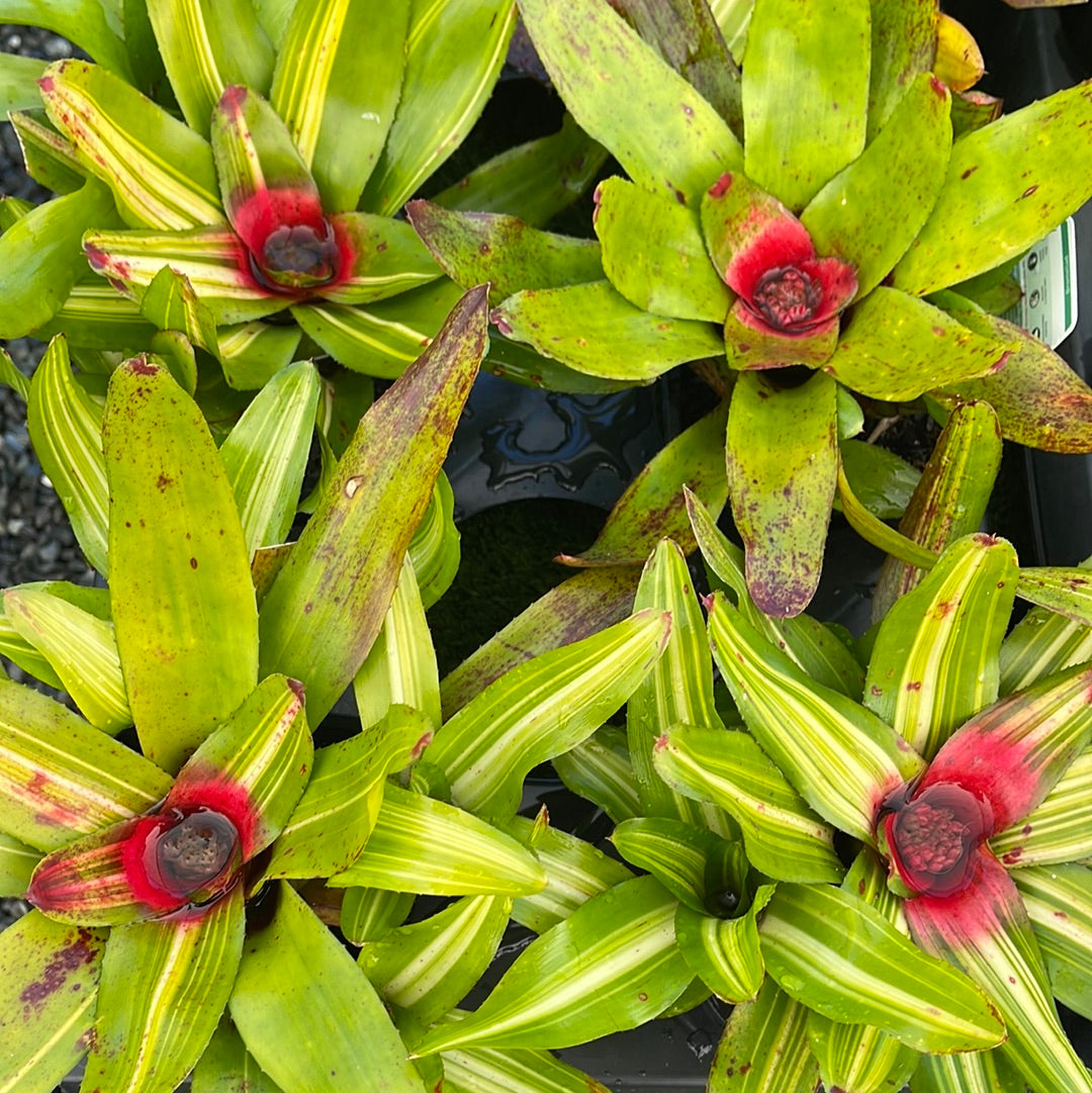 Neoregelia Olens 116mm
