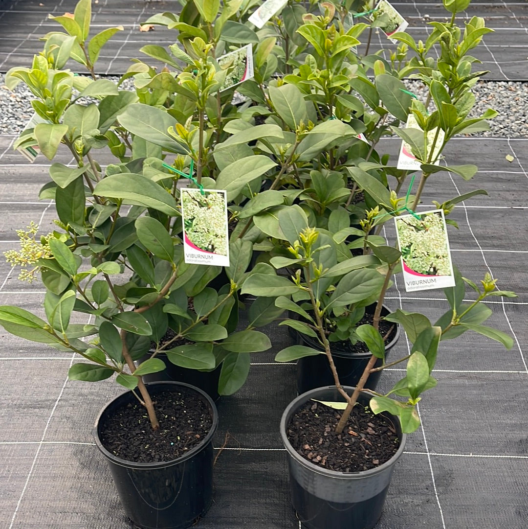 Viburnum odoratissimum 180mm