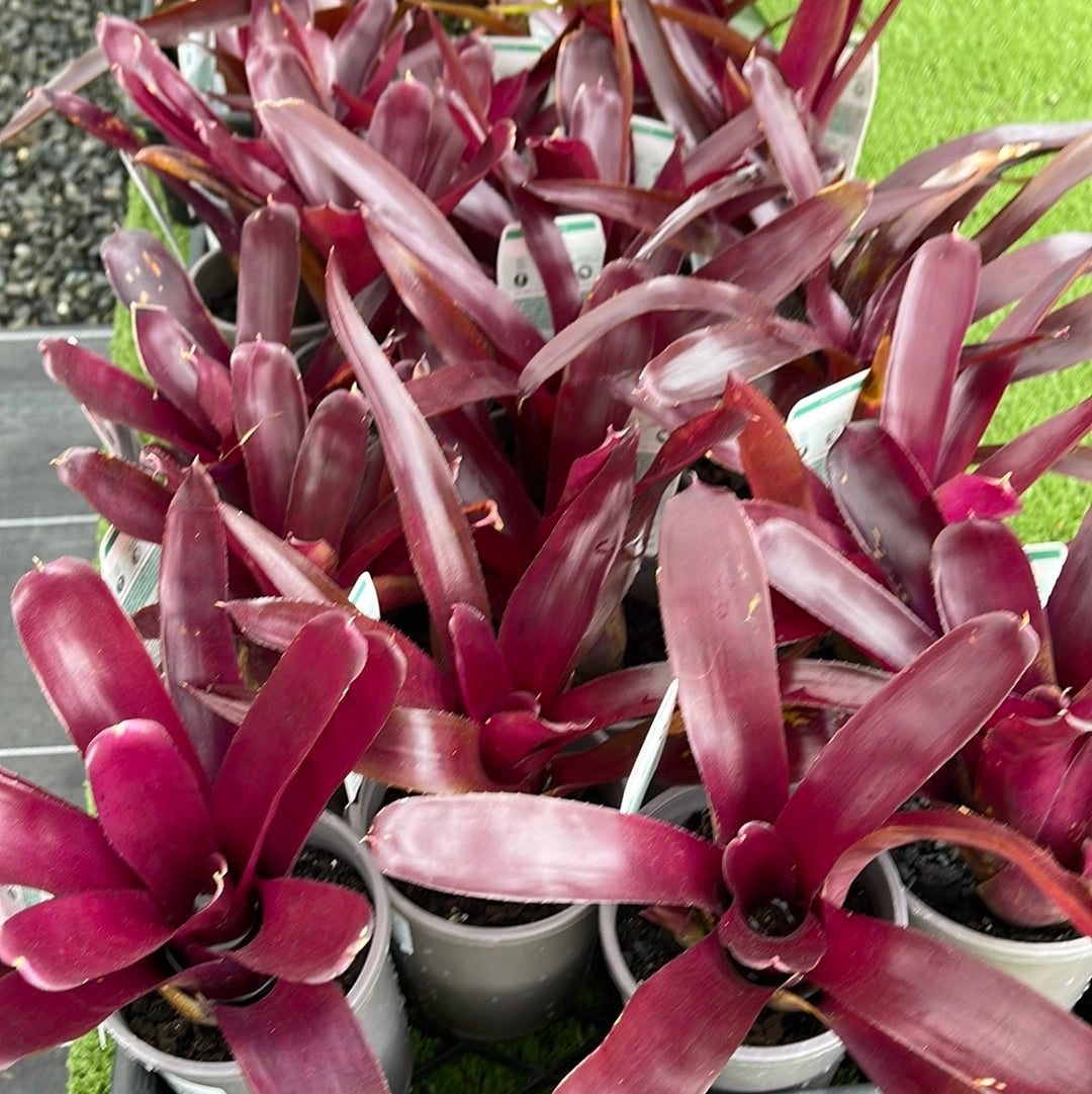 Neoregelia Gwendoline 100mm