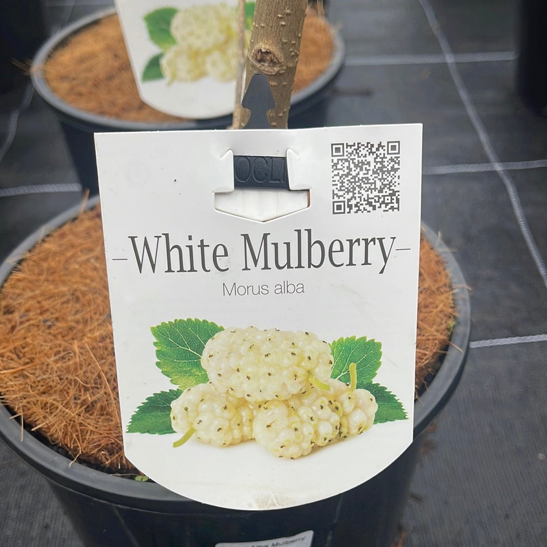 Morus Alba Mulberry White 200mm