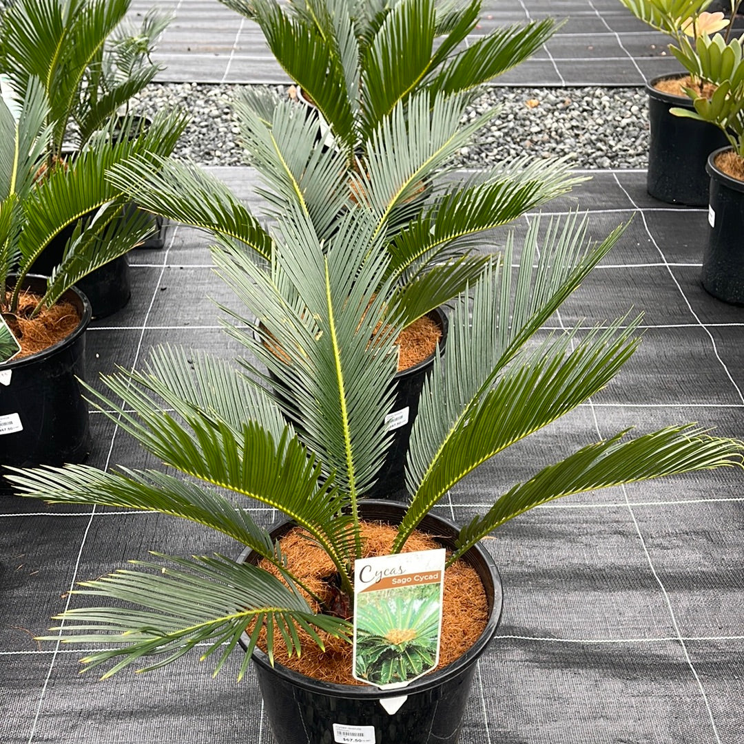 Cycad revoluta 250mm