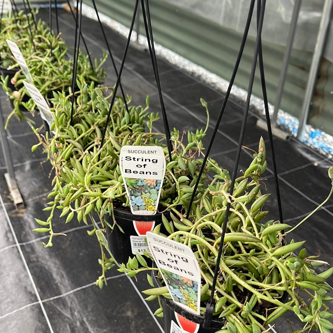 Senecio radicans 'String Beans' HB 125mm