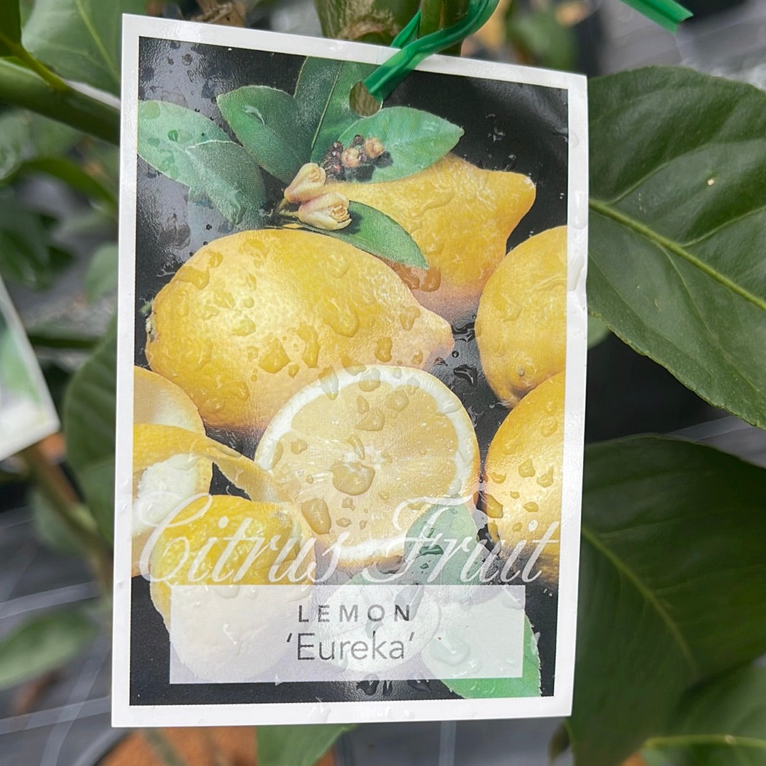 Citrus - Lemon Eureka 250mm