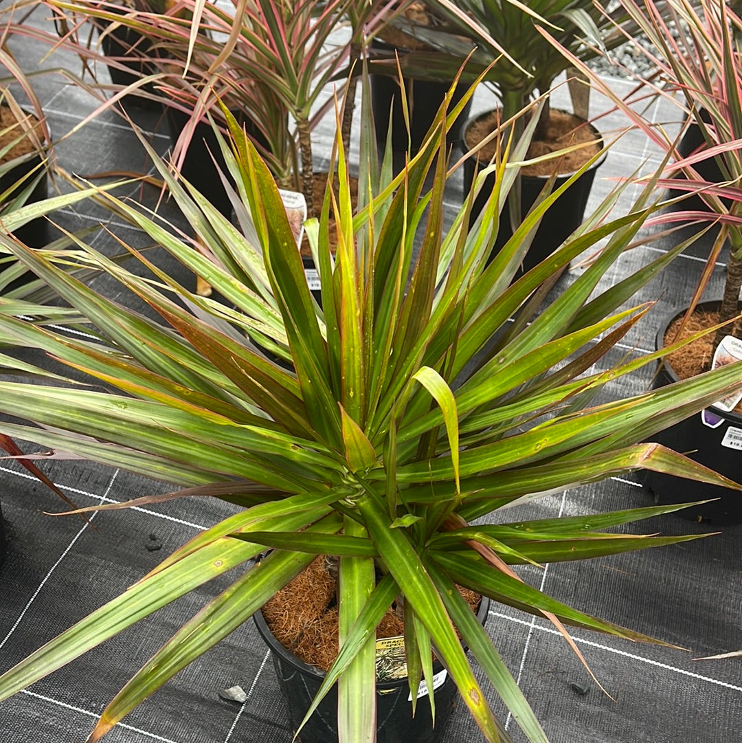Draceana 'Black Knight' 200mm