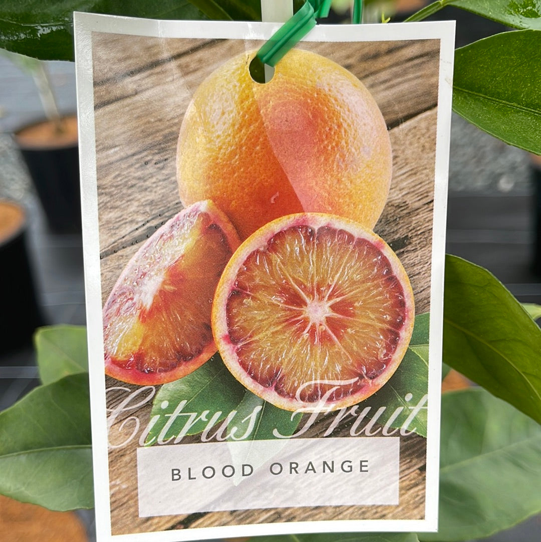 Citrus - Orange Blood 250mm