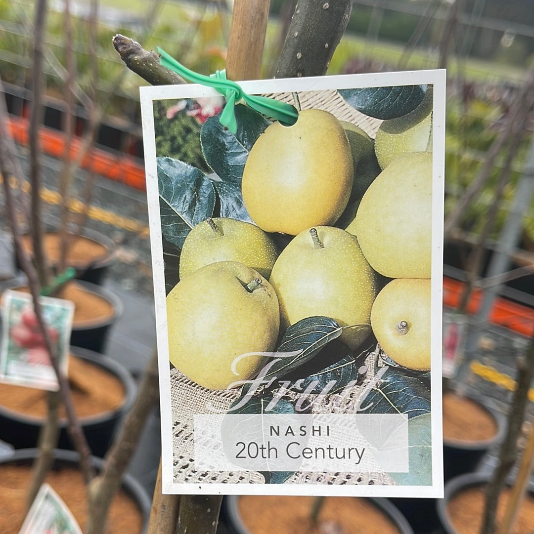 Pyrus 'Nashi 20th Century' 45L
