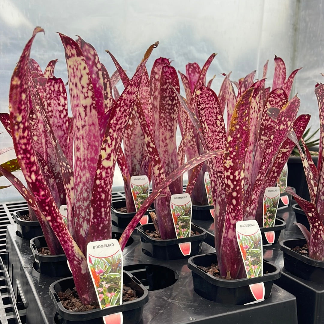 Billbergia Hallelujah 116mm