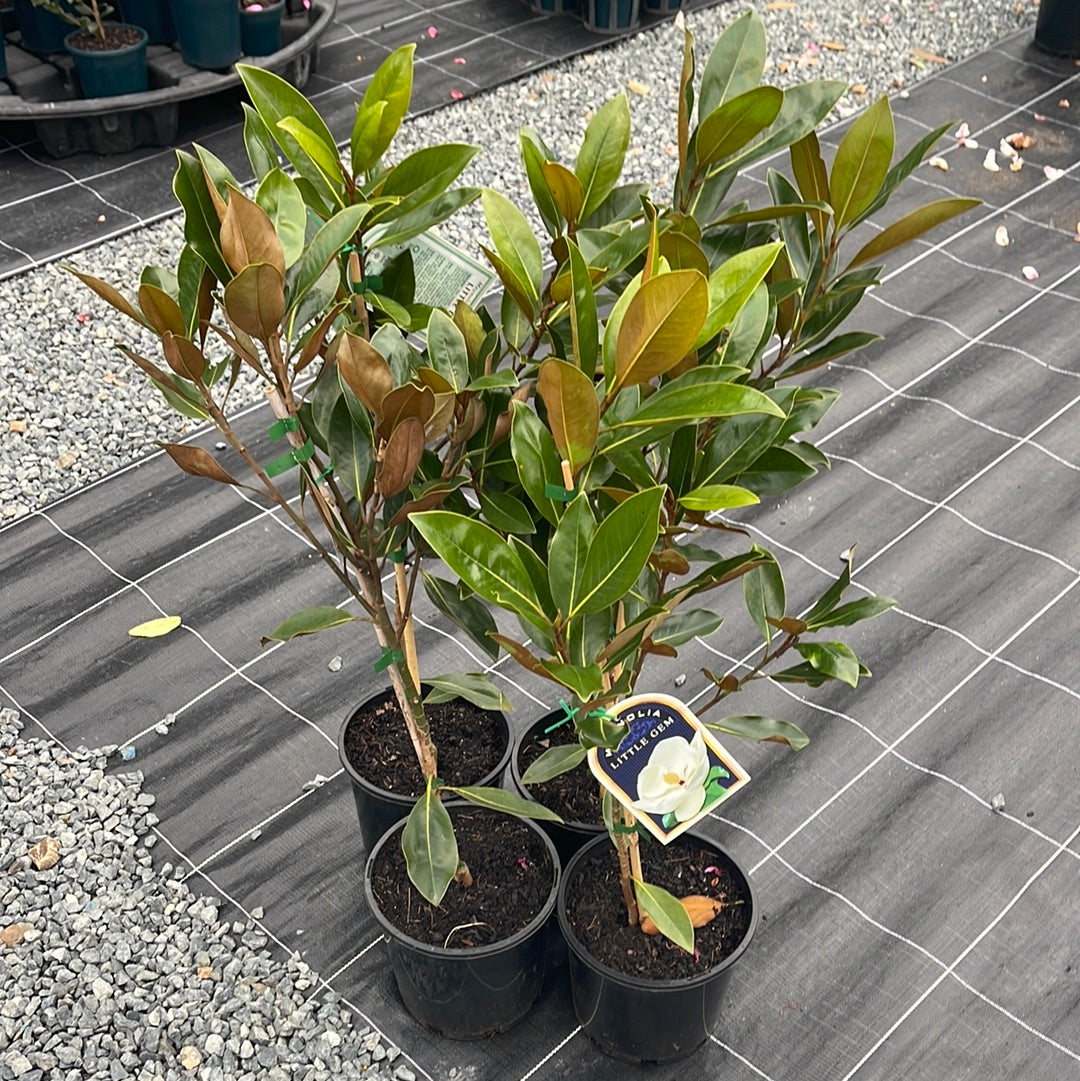 Magnolia 'Little Gem' 200mm