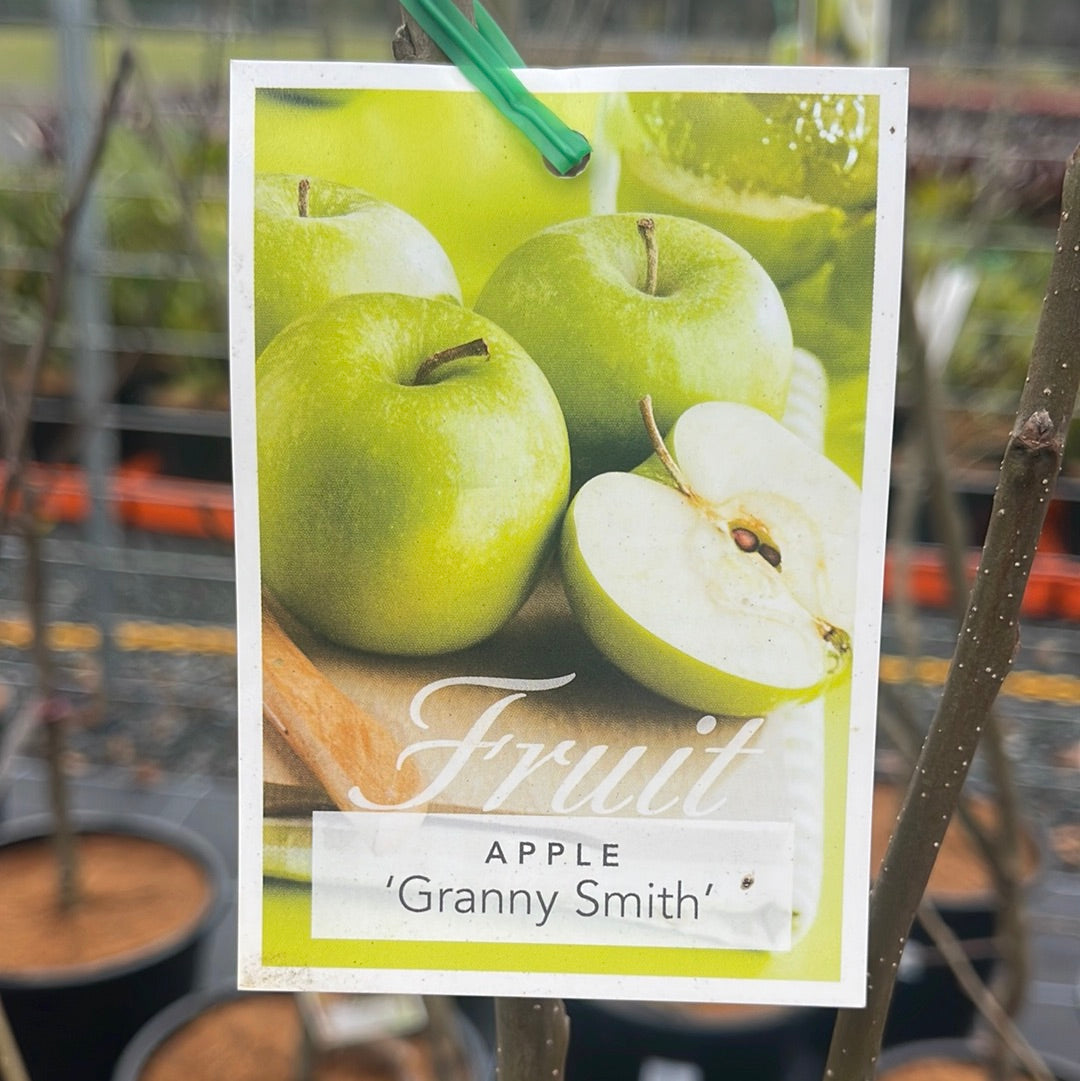 Malus Apples 'Granny Smith' 45L