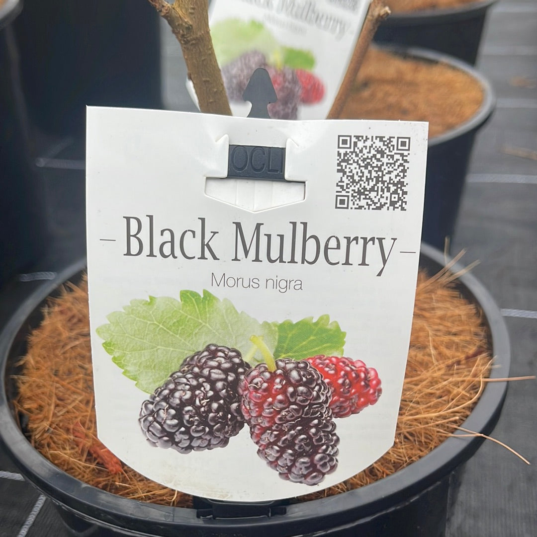 Morus Nigra Mulberry Black 200mm