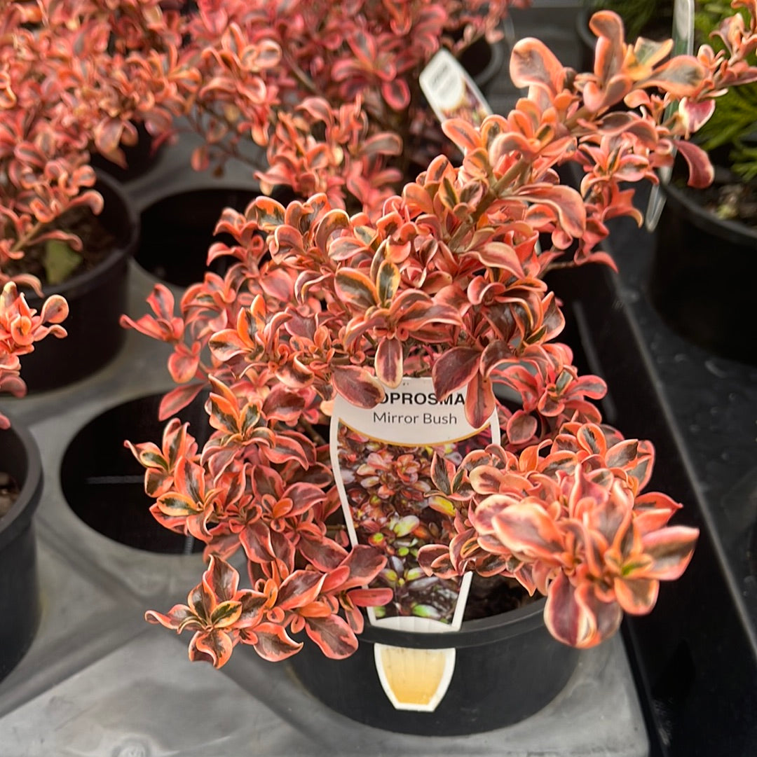 Coprosma 'Rainbow Surprise' 140mm