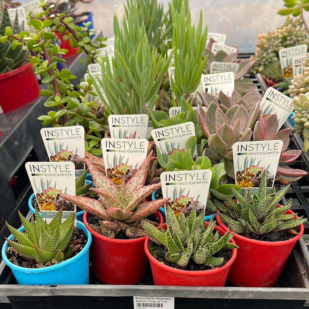 Succulents Assorted 80mm