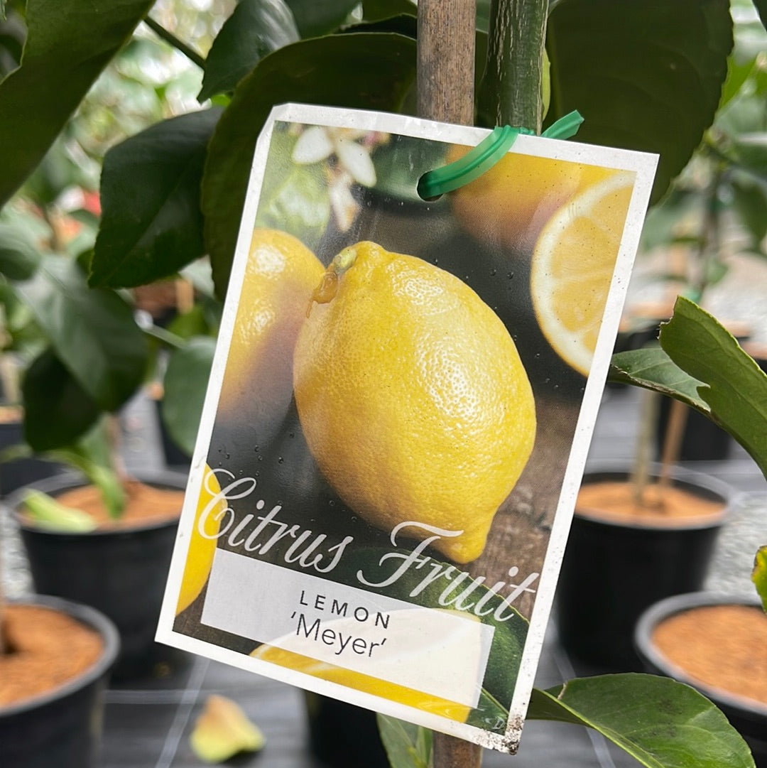 Citrus - Meyer 250mm