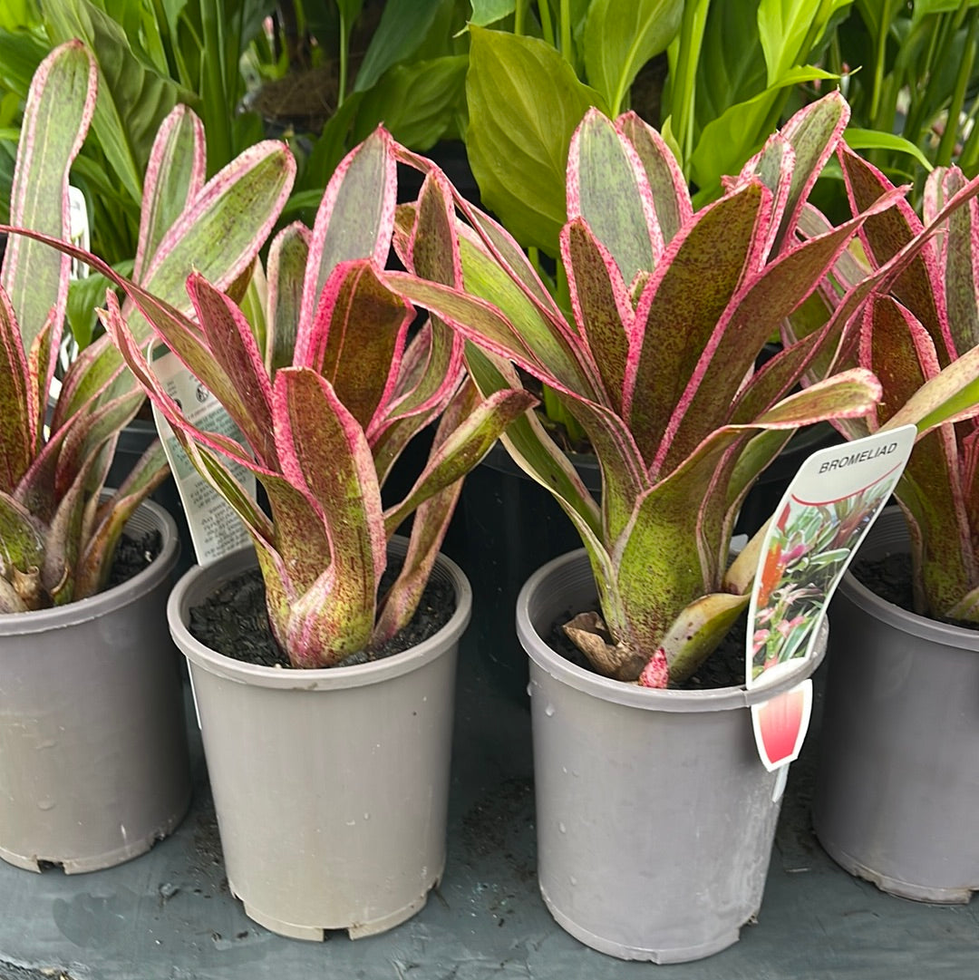 Neoregelia Aquarius 100mm