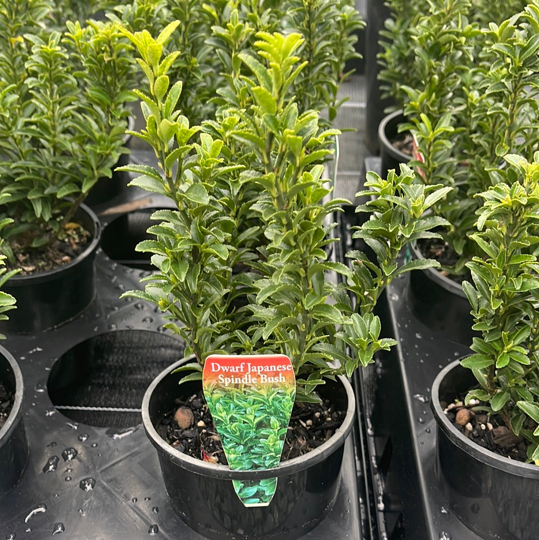 Euonymus 'Tom Thumb' 140mm