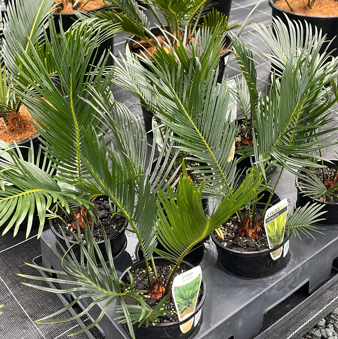 Cycad revoluta 140mm