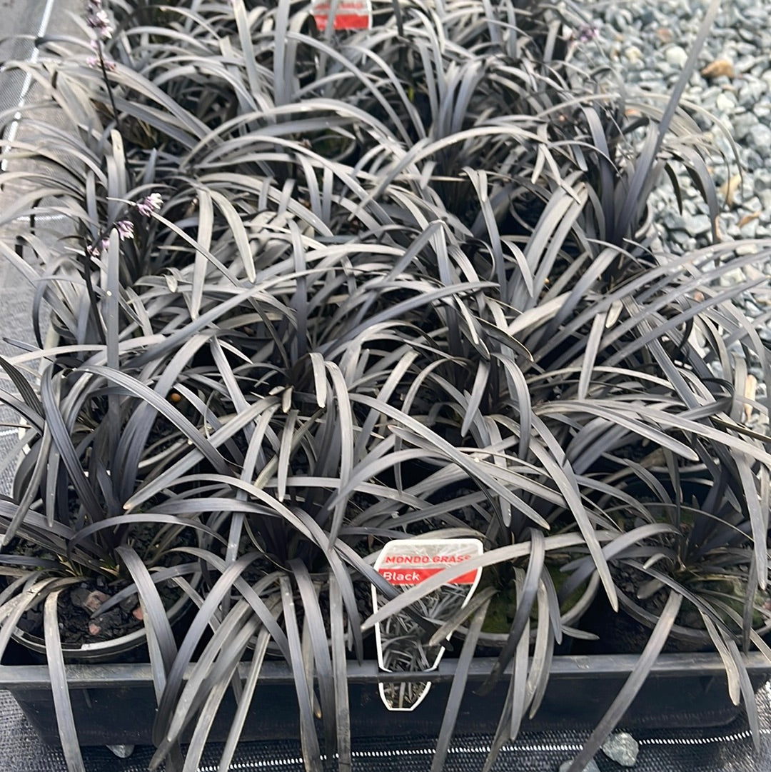 Ophiopogon nigrescens Black Mondo 100mm