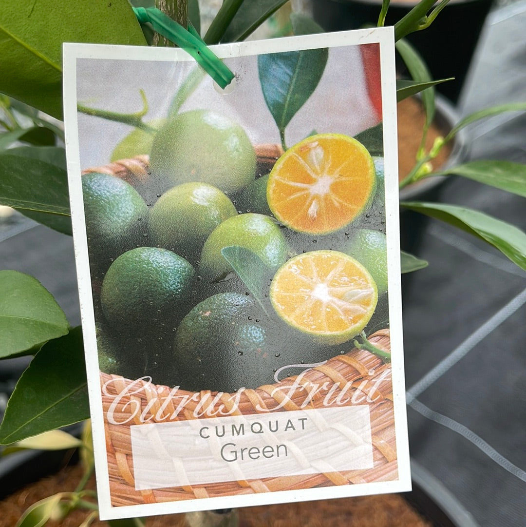 Citrus - Cumquat Green 250mm