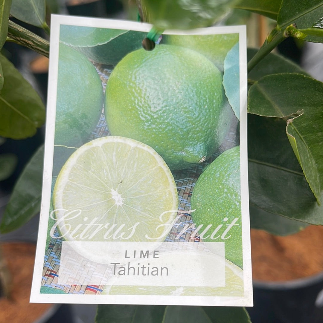 Citrus - Tahitian Lime 250mm