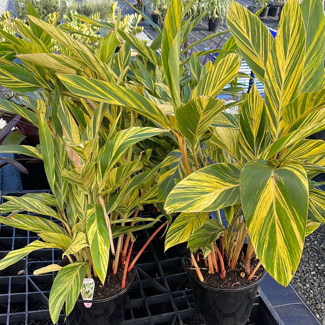 Alpinia zerumbet variegata 250mm