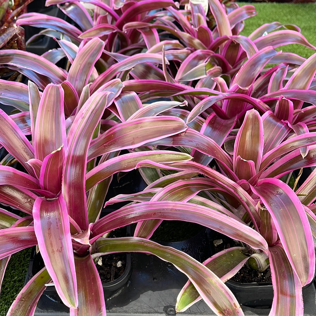 Neoregelia Dynamite 116mm