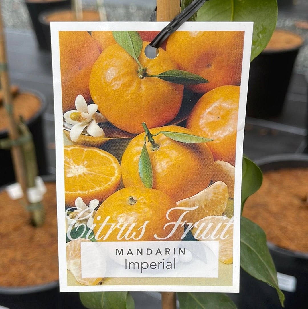 Citrus - Mandarine Imperial 250mm