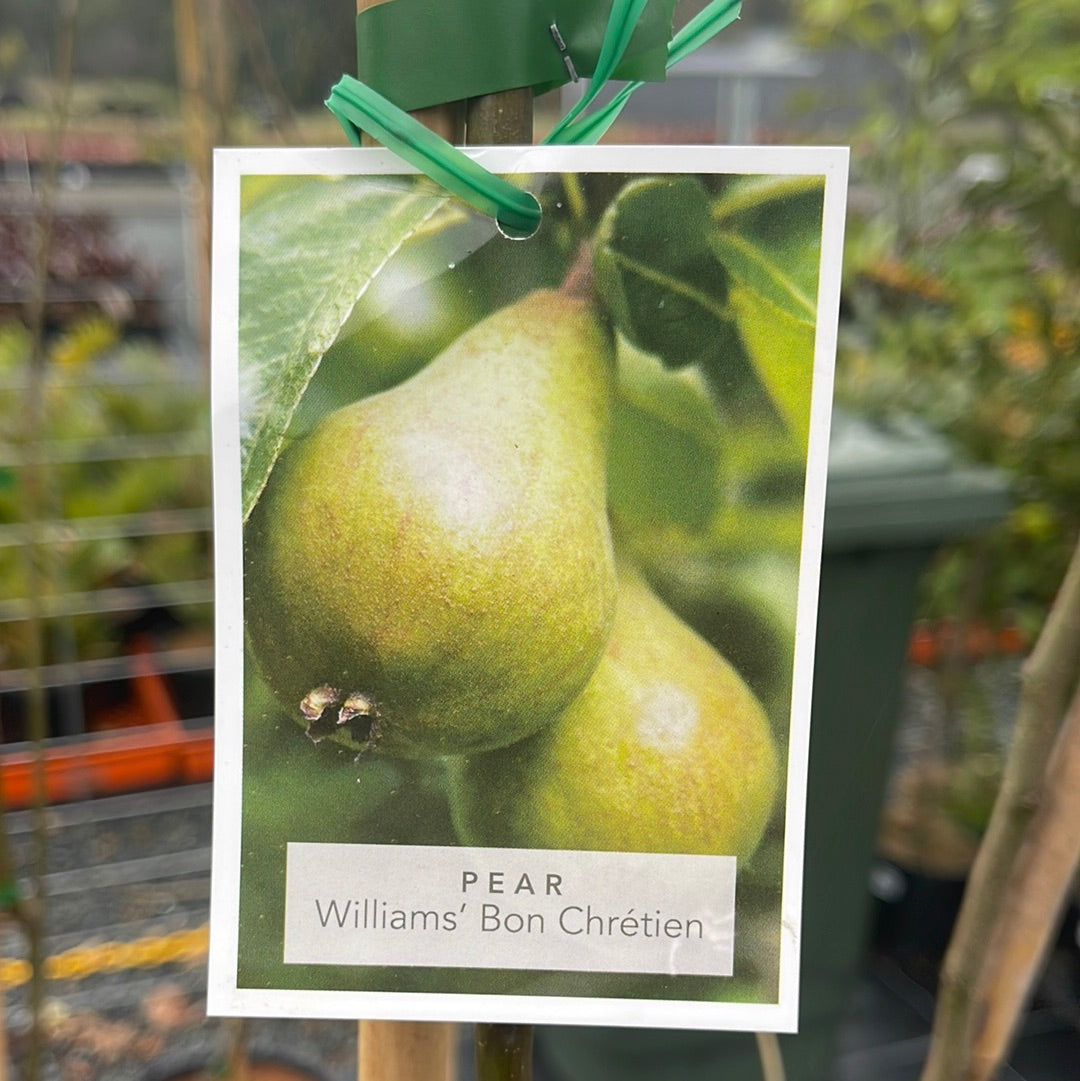 Pyrus 'William bon chretien 45L