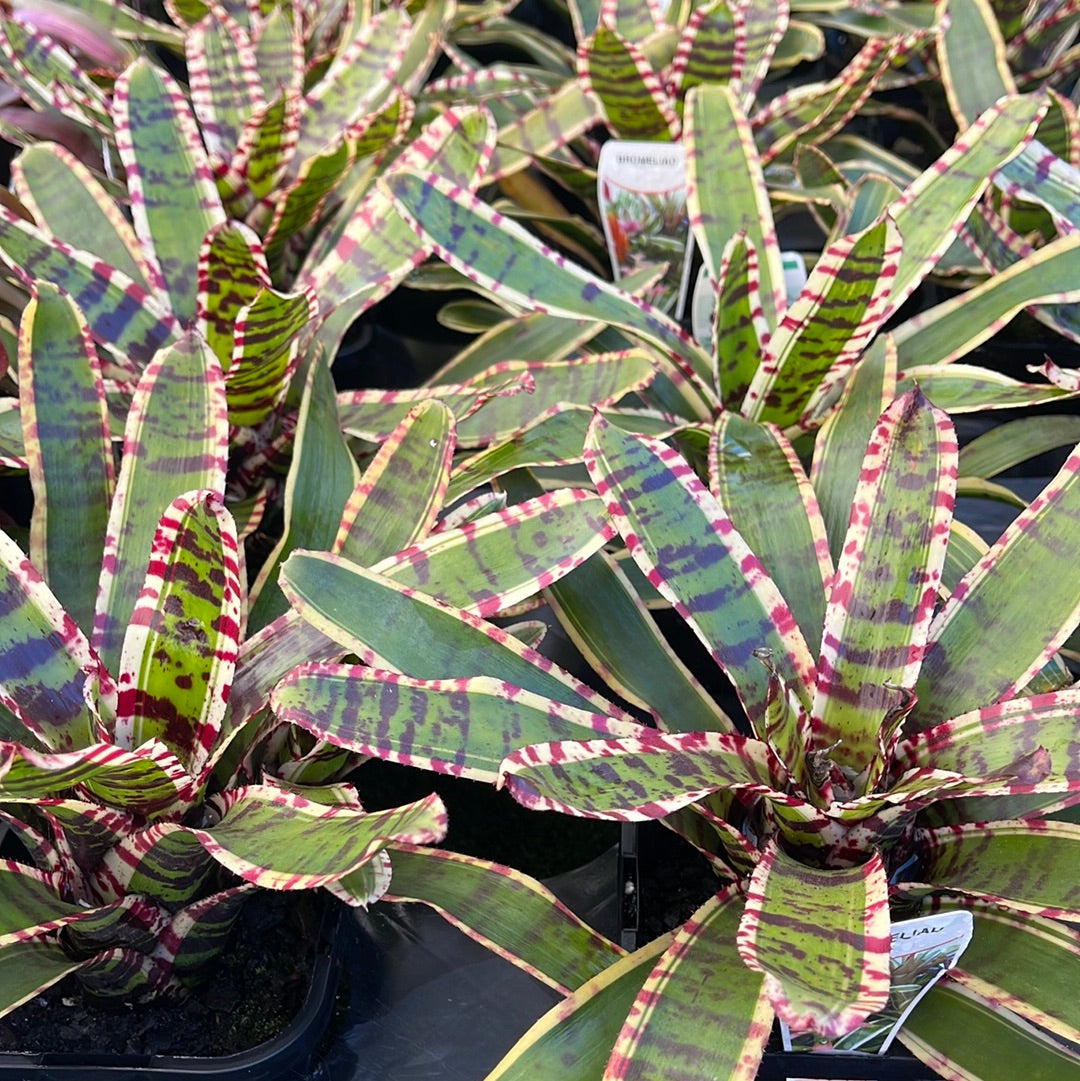 Neoregelia Wild Rabbit 116mm