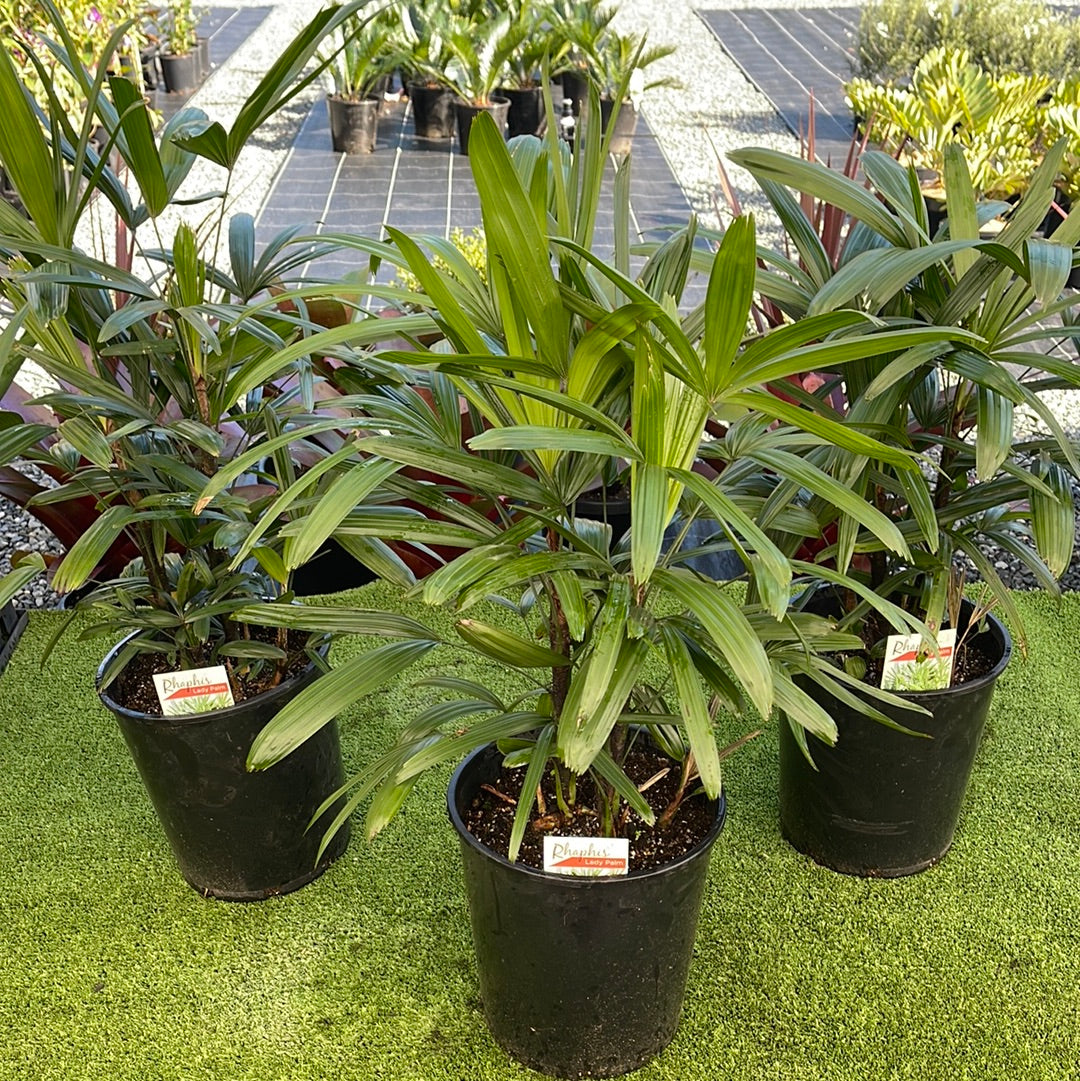 Rhapis excelsa 250mm