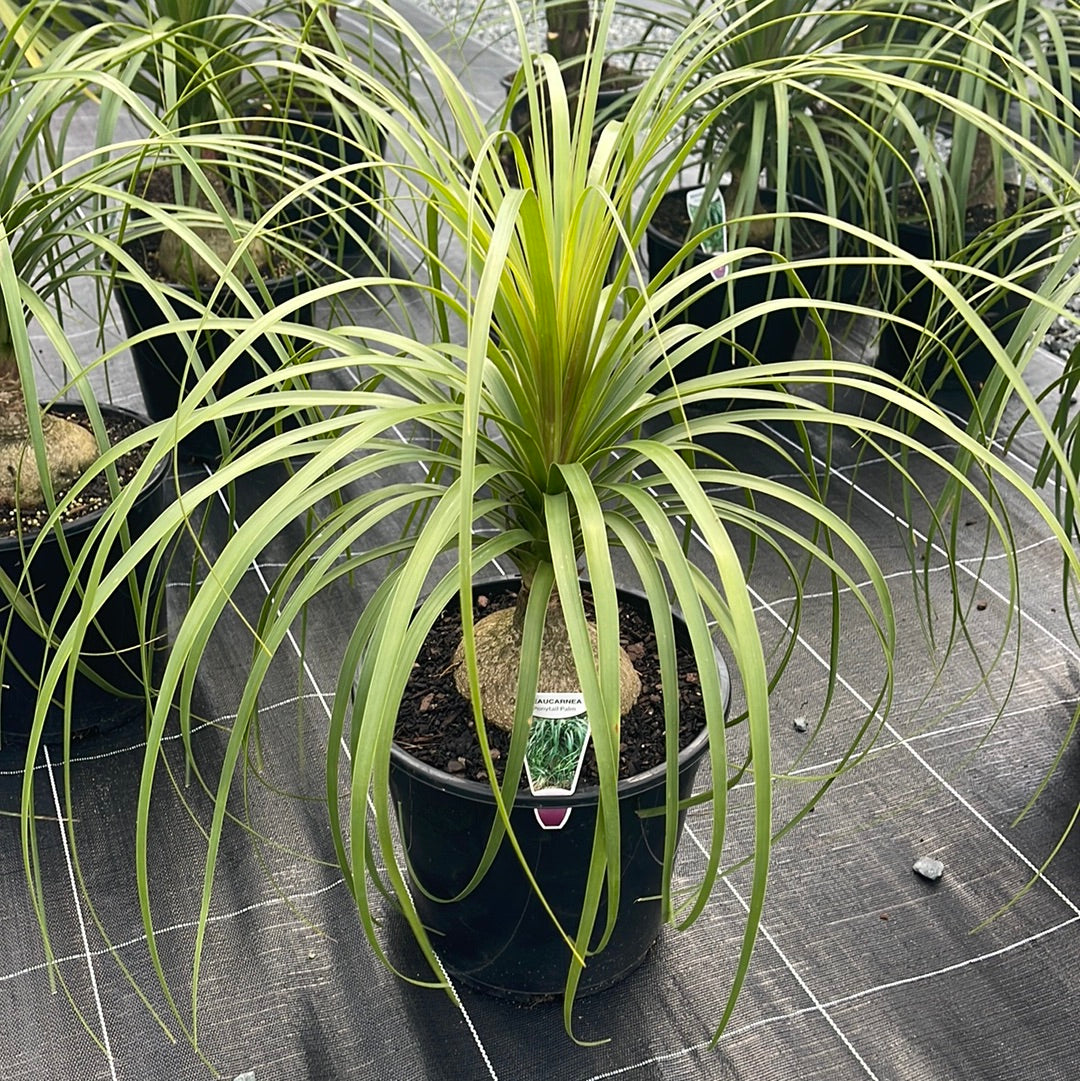 Beaucarnea recurvata 250mm