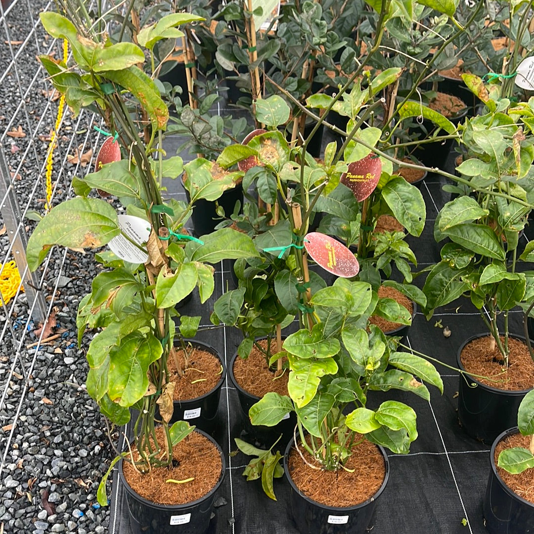 Passionfruit panama red 200mm