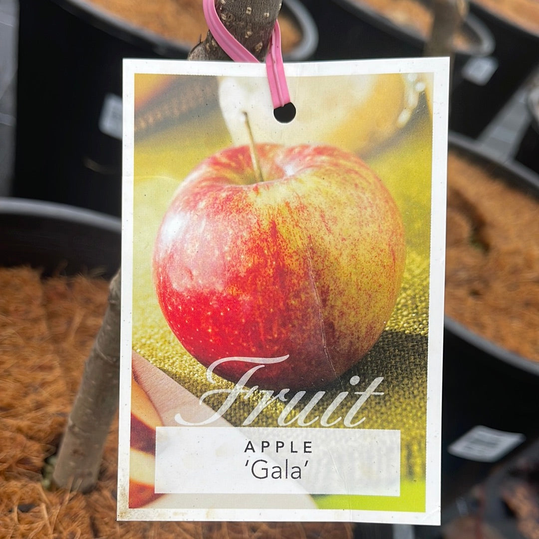 Malus Apples 'Gala' 45L