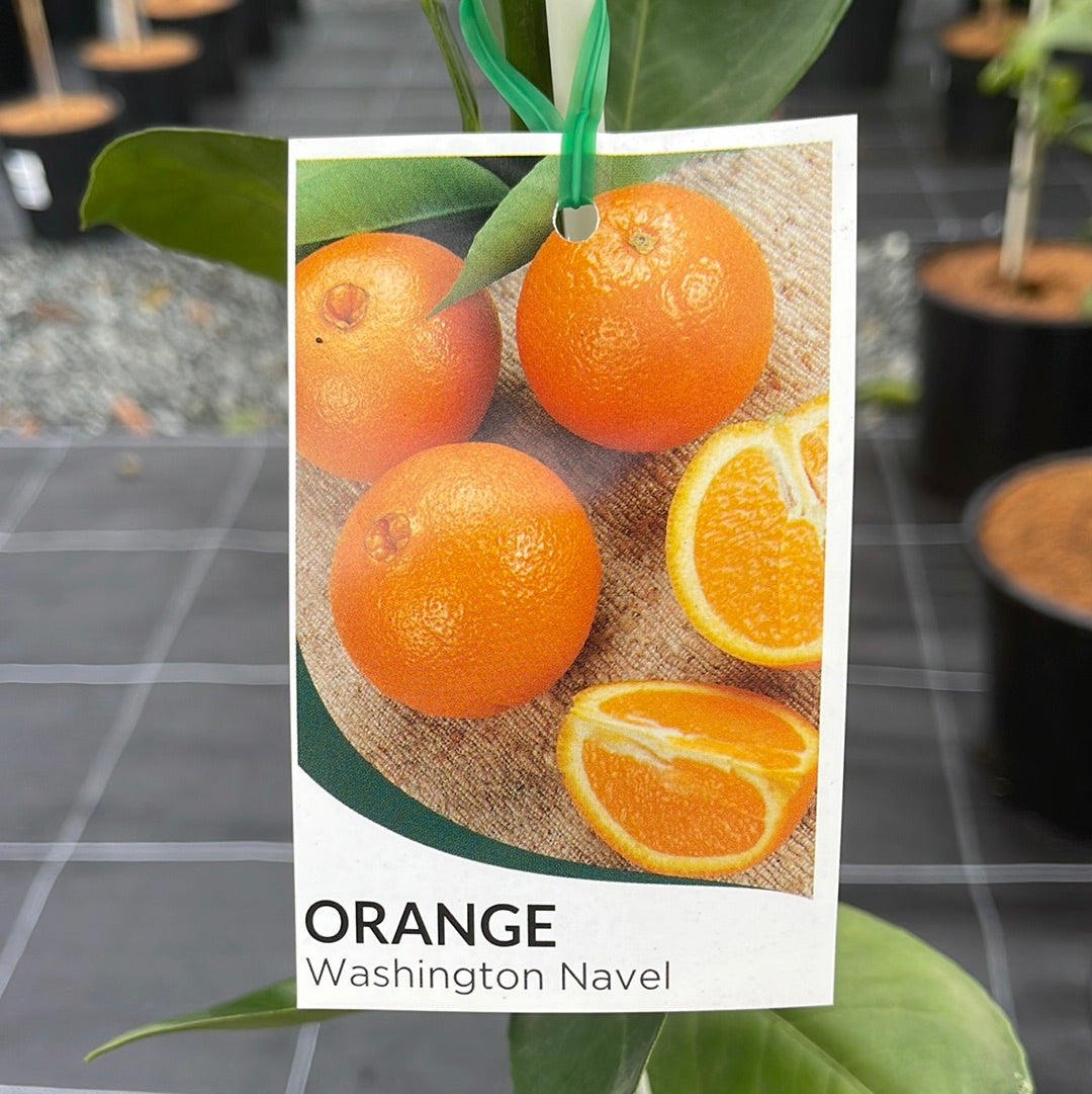Citrus - Orange Washington Navel 250mm