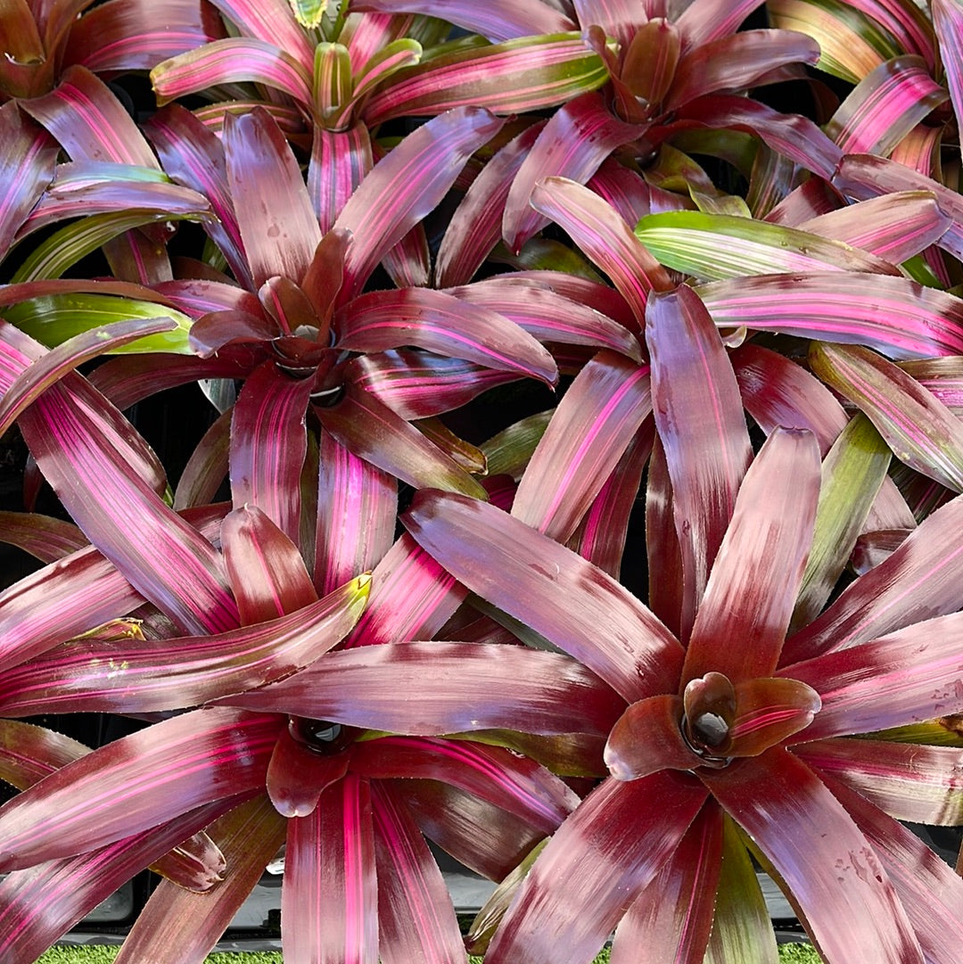 Neoregelia Dynamite Variegata 116mm