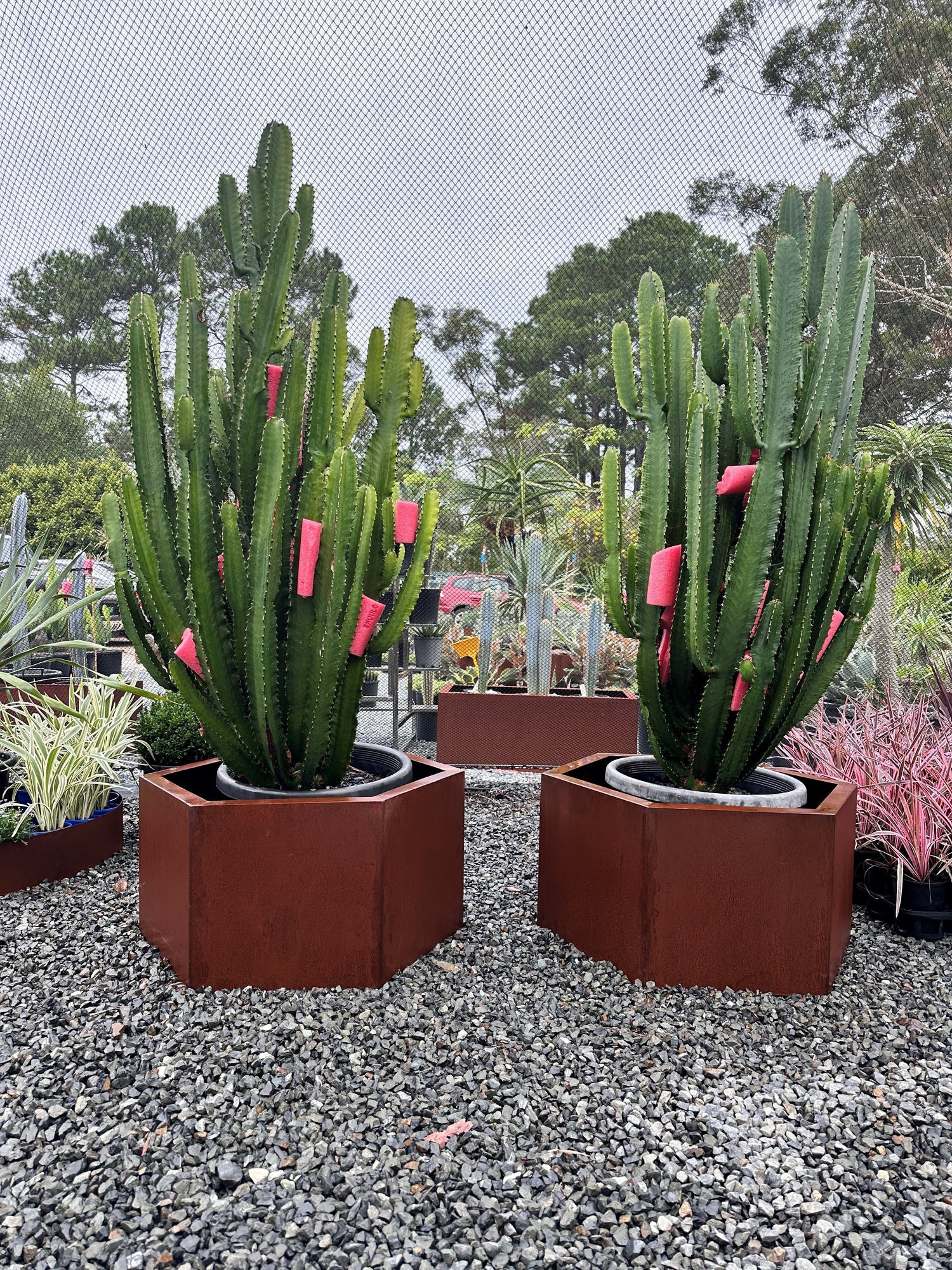 Feature Plants